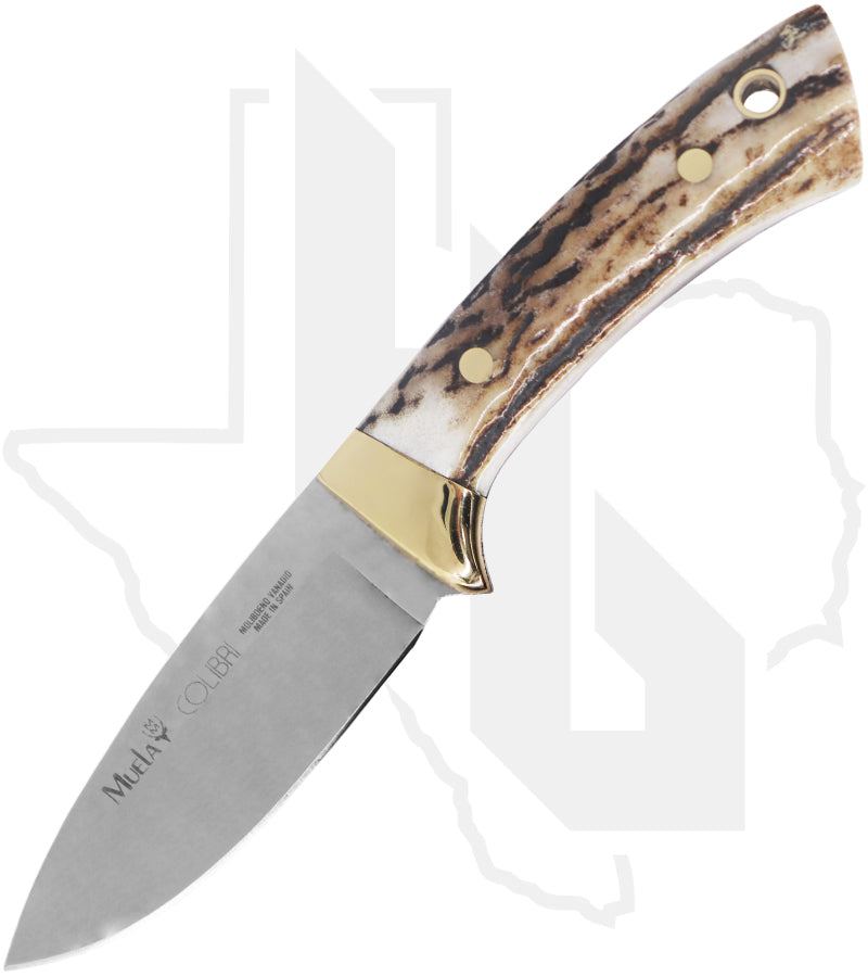 Muela Colibri 02MU018 - Stag