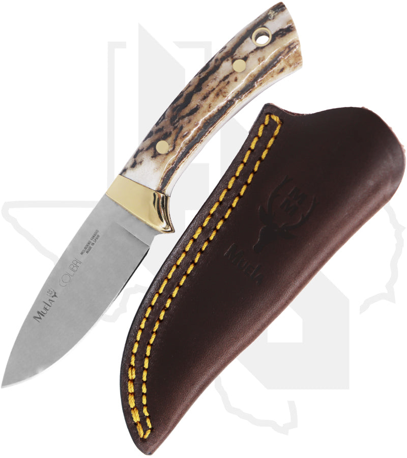 Muela Colibri 02MU018 - Stag